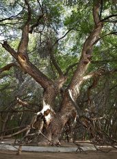 Карагач. Часть 2. Глава 5