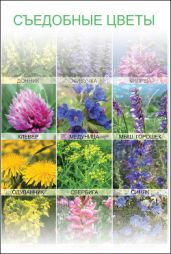 Съедобные цветы